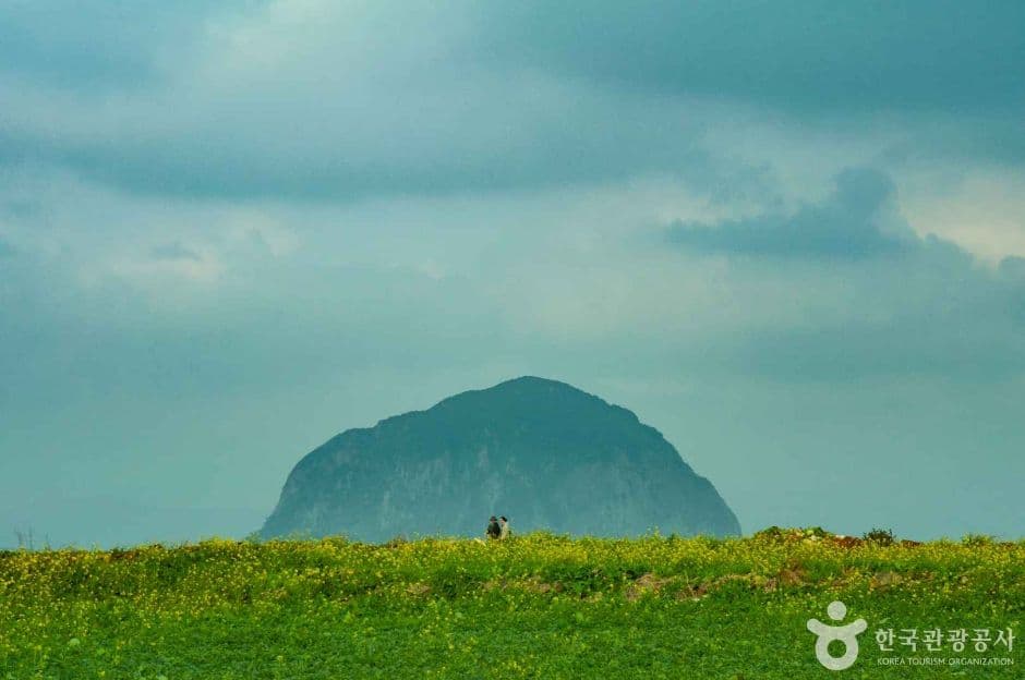 제주도 이른 봄의 시작