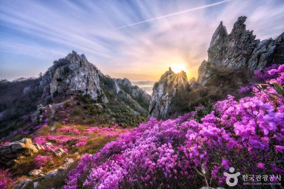 덕룡산의 진달래