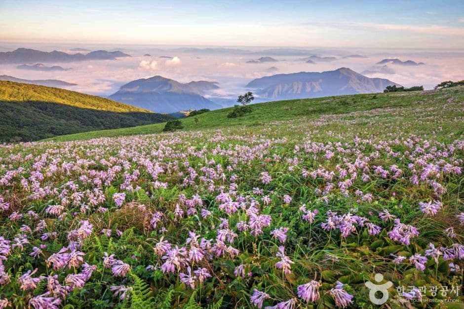 천상의 화원 소백산